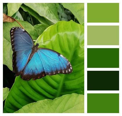 Butterfly Blue Morpho Leaf Image